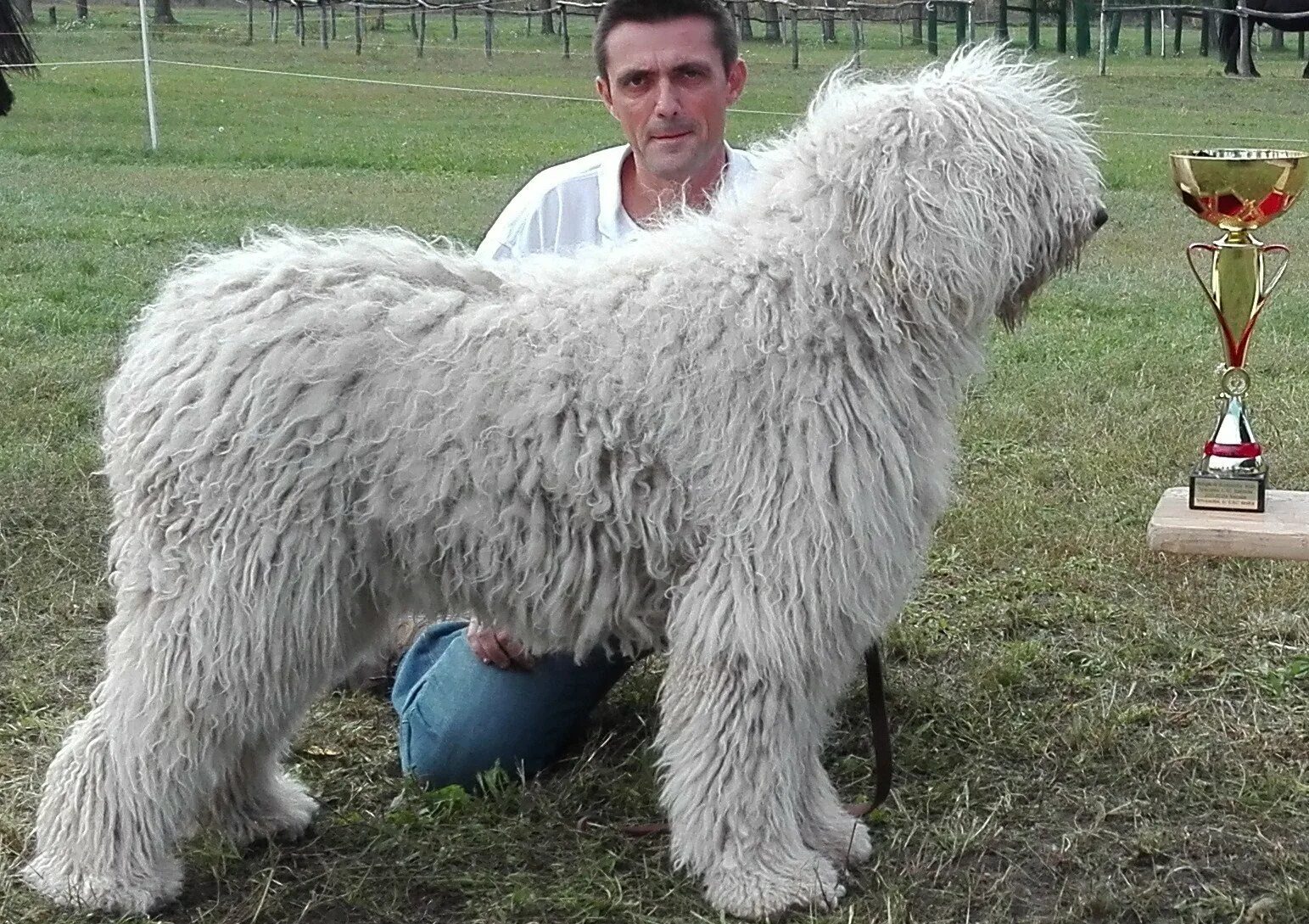 Командор венгерская пастушья собака. Венгерская собака пастух. Бергамская овчарка командор. Комондор венгерская овчарка. Командор венгерская пастушья собака.