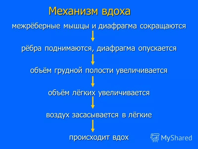 При вдохе диафрагма опускается. При вдохе диафрагма опускается