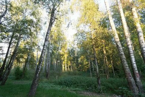 Зеленая роща автобус