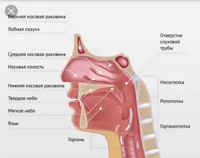 Носоглотка анатомия
