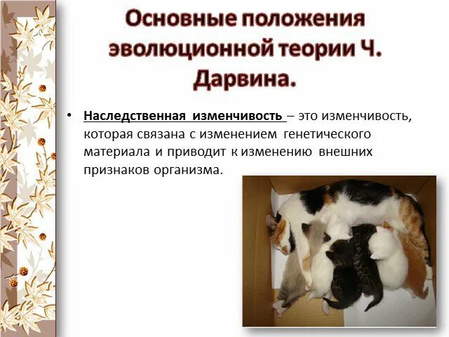 Презентация "Изменчивость. мутации" по биологии - скачать проект