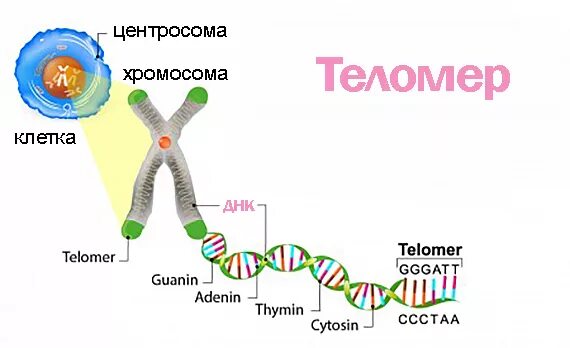 Днк теломераза. Днк теломераза. Функция теломер в хромосомах. Строение и функции теломеры. Механизм работы теломеразы.