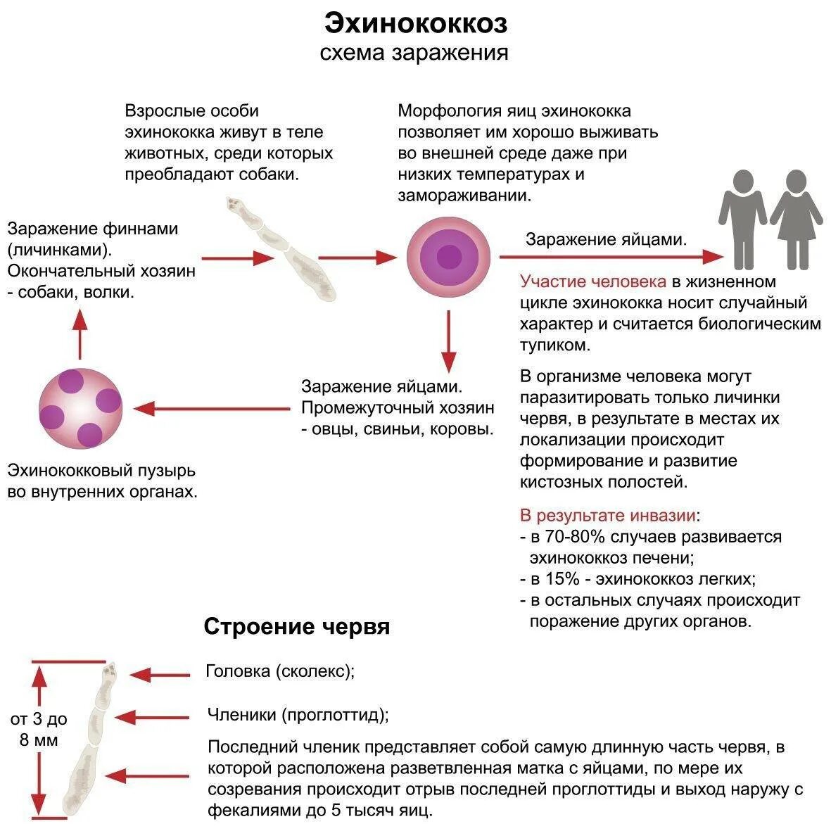 Эхинококк способ заражения человека. Эхинококкоз пути заражения человека. Стадии жизненного цикла эхинококка. Эхинококк печени цикл развития.