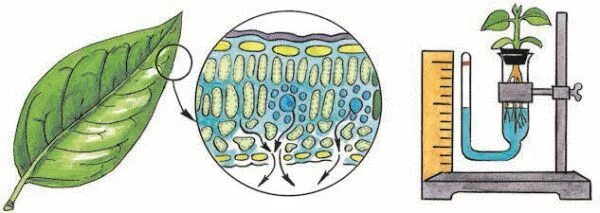 Транспирацию испарение воды. Устьичная транспирация растений. Испарение (транспирация) устьичная. Испарение воды растениями 6 класс биология. Испарение воды через устьица схема.
