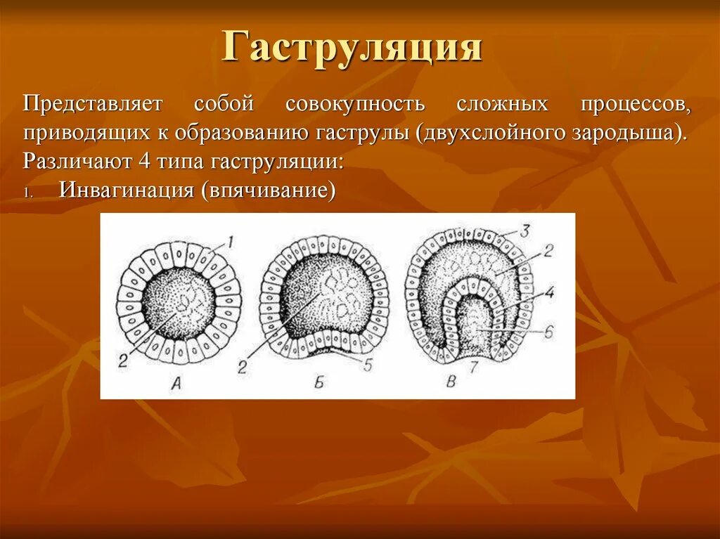 Гаструла образуется в результате. Гаструляция эмбриогенеза. Зародыш на 1 фазе гаструляции. Дробление гаструляция рептилий. Деламинация гаструляции.