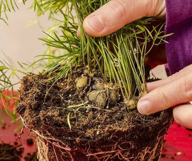 Аспарагус как размножаются. Аспарагус клубни. корни аспарагуса густоцветкового. аспарагус деление корневища. спаржа густоцветковая размножение.