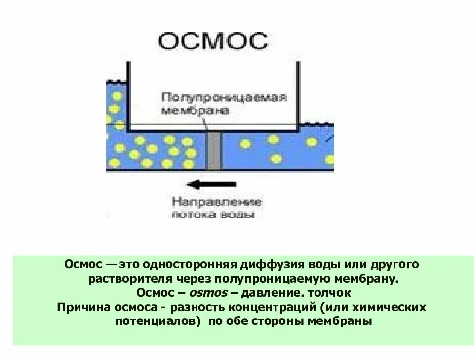 В процессе осмоса