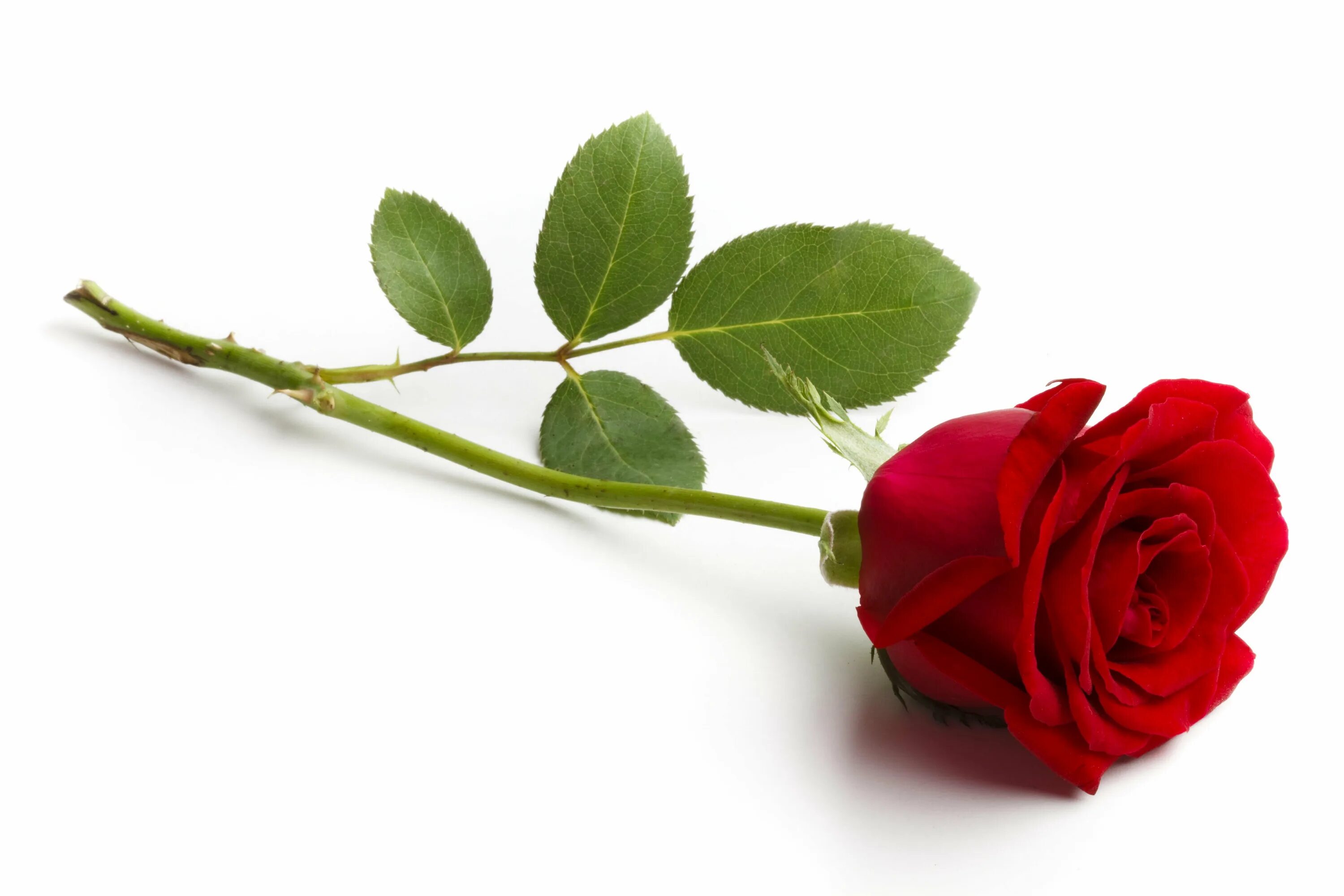 Красные розы. One rose. Цветок на стебле. Стебель розы. One rose.