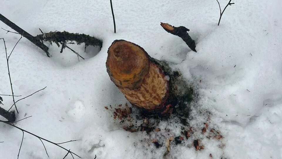 Плотина бобры затопление. Запруда бобра. Бобер затопил. Дорога бобра