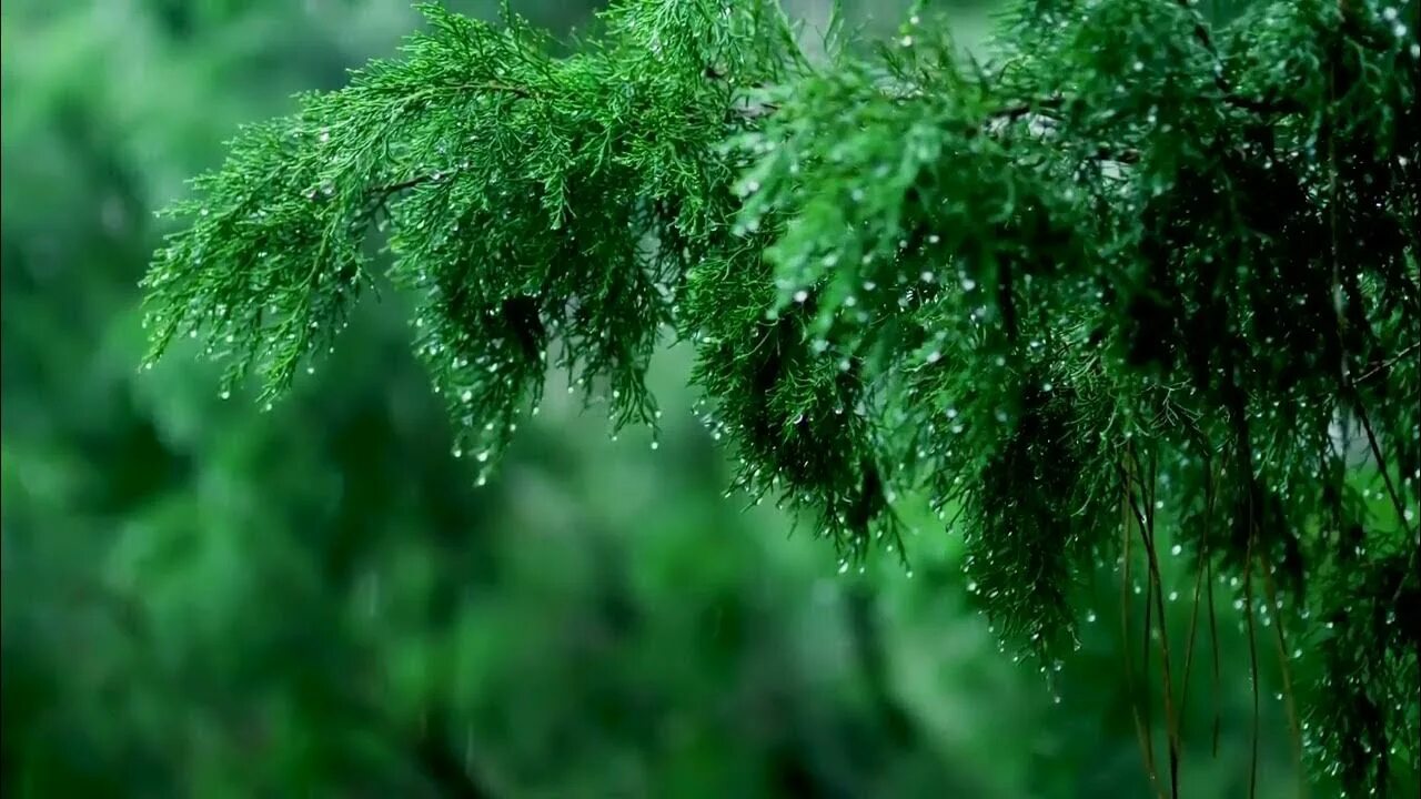 Расслабляющая музыка дождя. Музыка дождя. Расслабляющая музыка дождя. Шум дождя успокаивает. Расслабляющая музыка дождя.
