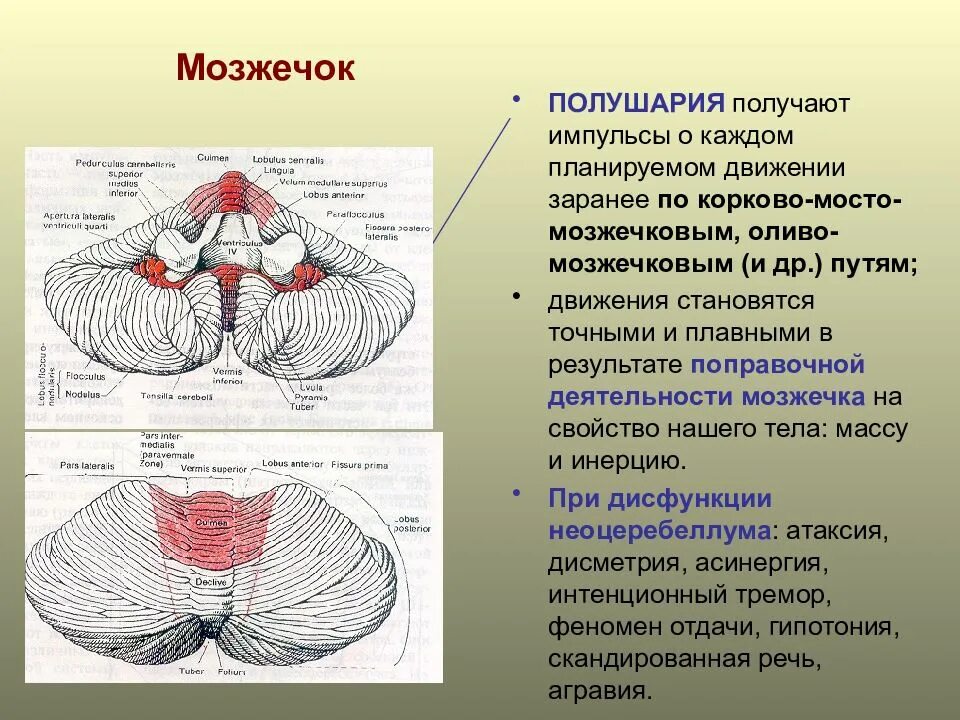 Плохо развит мозжечок. Нервная система мозжечок. Строение мозжечка неврология. Мозжечок ядра и проводящие пути. Проводящая функция мозжечка.