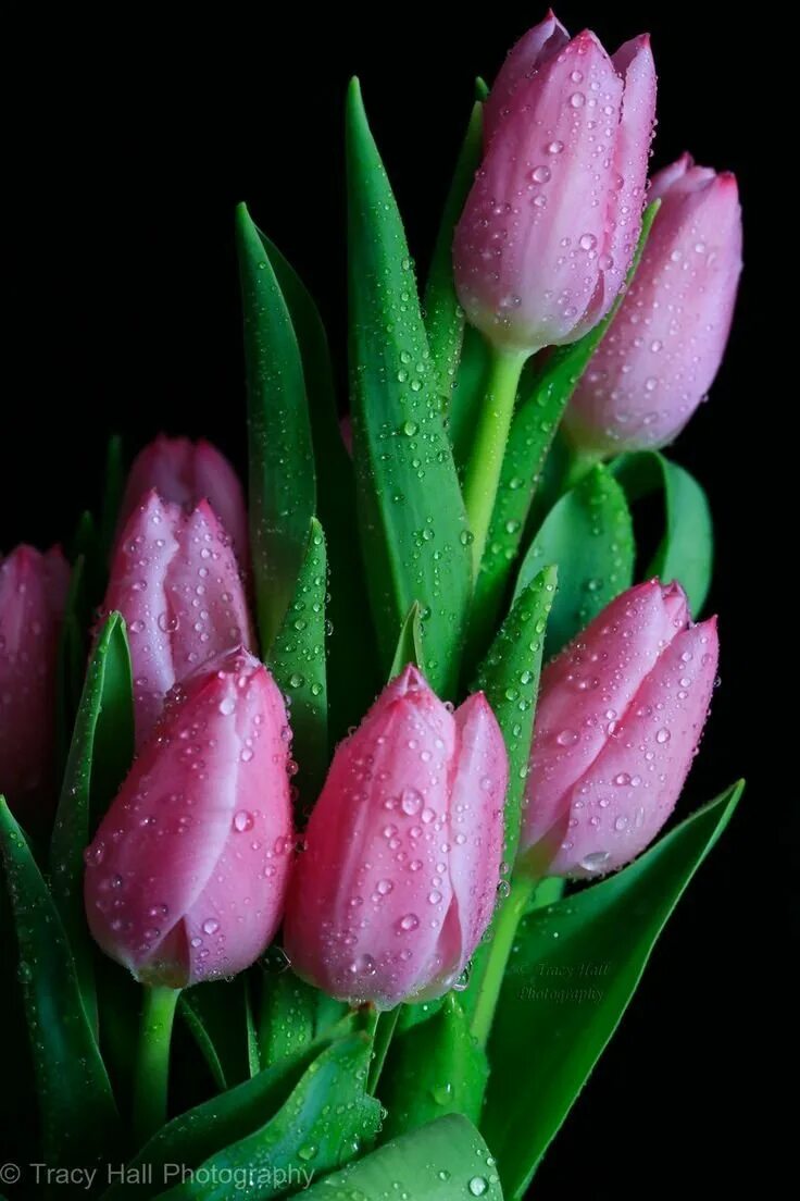 Тюльпаны вертикальные картинки. Цветы тюльпаны. Шикарные тюльпаны. Розовые тюльпаны. Красивая тюль.