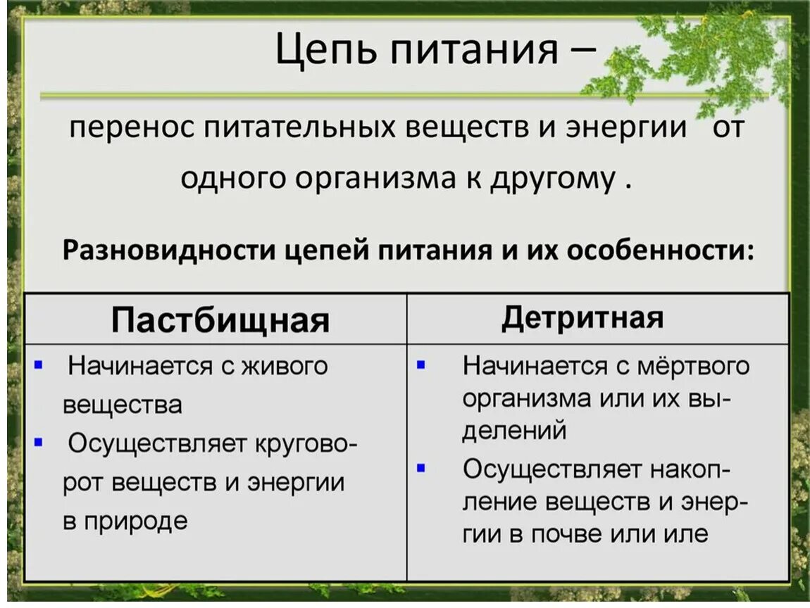 Пастбищная цепь и детритная цепь примеры. Типы пищевых цепей детритные и пастбищные. Типы пищевых цепей и их отличия. Пастбищная и детритная пищевые цепи. Типы цепей питания пастбищные детритные.