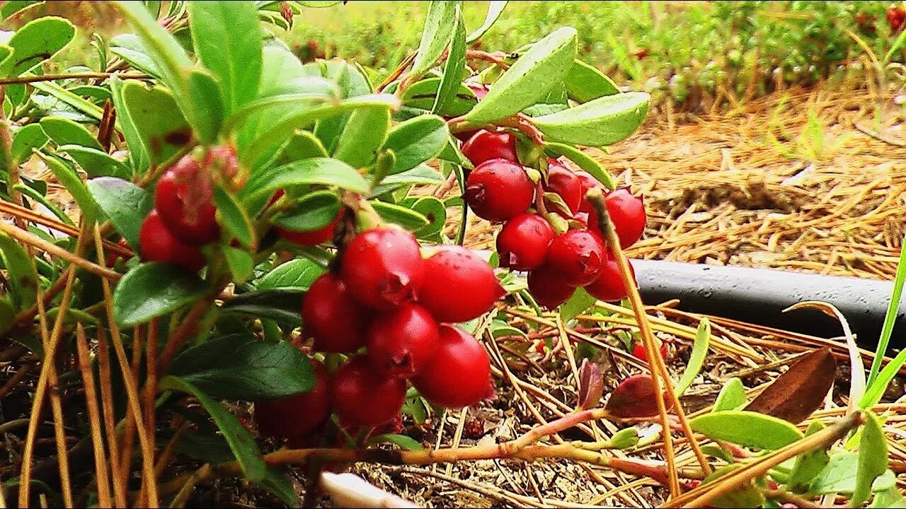 Брусника Садовая ред Перл. Куст брусники. Брусника 'Red Pearl'. Тепличная брусника.