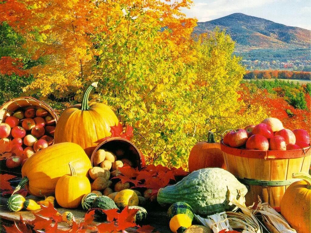 Урожай 2017 год. Осенний урожай. Осень сбор урожая. Осенний огород. Осенние дары природы.