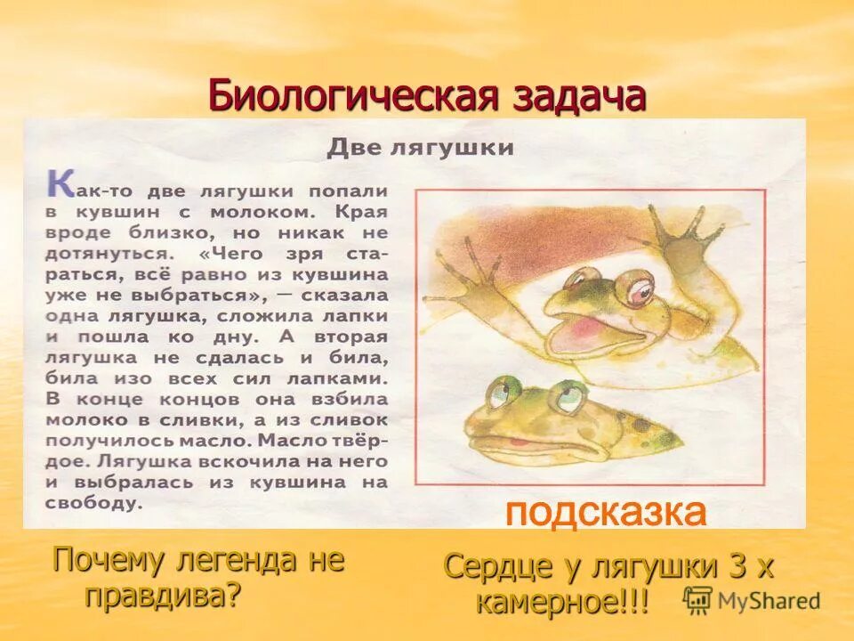 решите биологическую задачу. задачки с жабой. задачи лягушки. задача лягушка. задача лягушка.