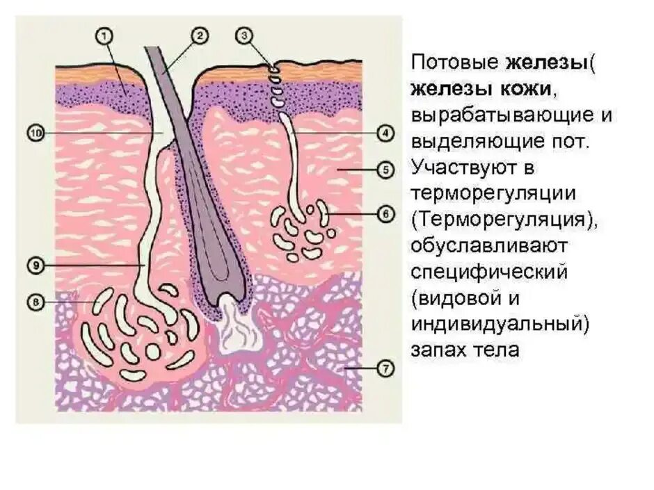 4 функция сальных желез. Апокриновые потовые железы строение гистология. Потовые железы кожи гистология. Потовая железа гистология рисунок. Сальная железа и потовая железа на препарате.