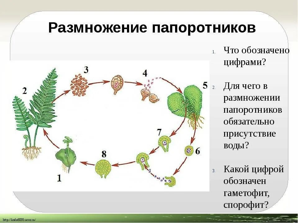 Размножение папоротников схема. Жизненный цикл папоротниковидных 5 класс биология. Цикл развития папоротника. Жизненный цикл папоротника 5 класс биология. Каким номером на схеме обозначена спора папоротника