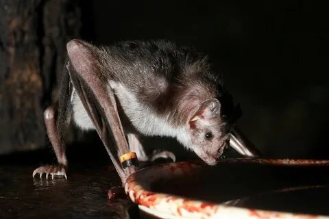 Мышь vampire