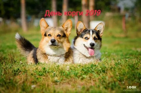 День корги какого числа