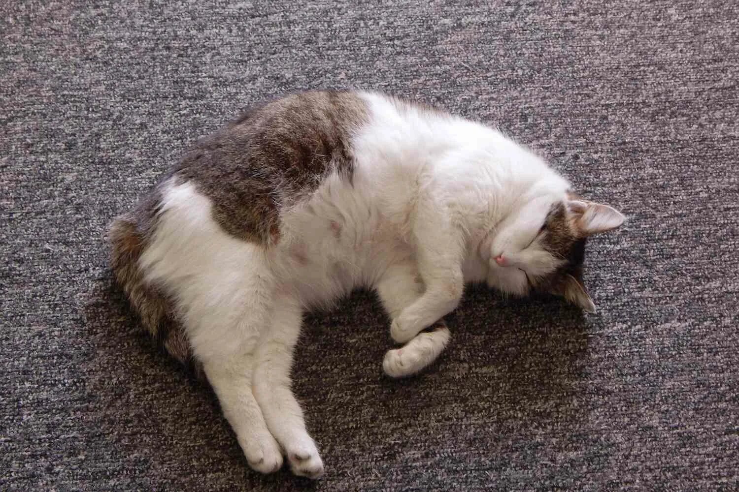 Сон беременной котенок