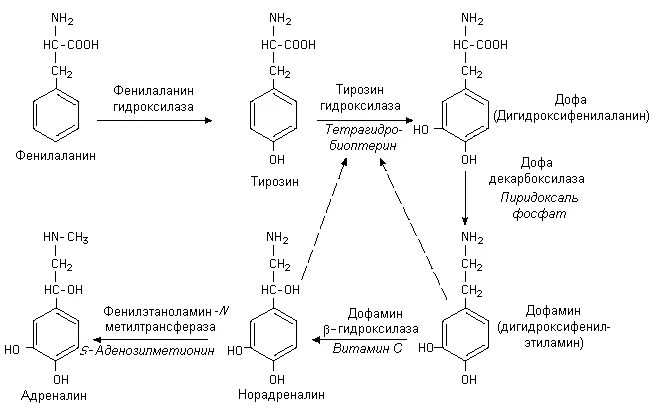 Адреналин образуется. Фенилаланин Синтез адреналина. Синтез катехоламинов из фенилаланина. Реакция синтеза адреналина из тирозина. Реакция превращения тирозина в дофамин.