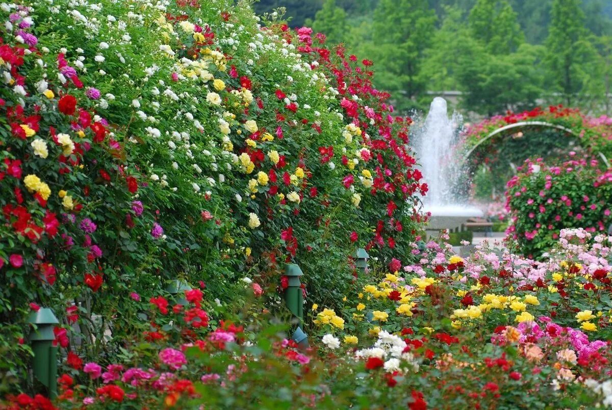 Гюлистан-сад роз. «Гюлистан» - «сад роз». В Персии. Никитский Ботанический сад розарий фонтан.