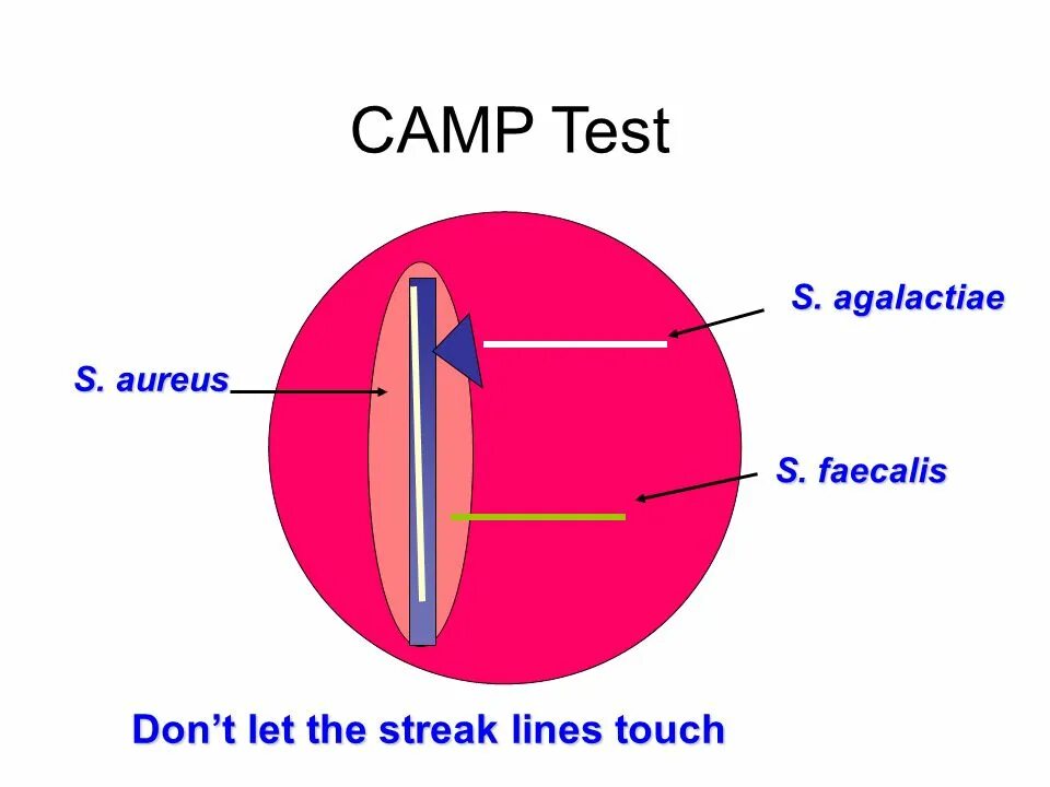 Let s test. Камп тест. Camp тест для стрептококков. Camp тест. Camp Test.