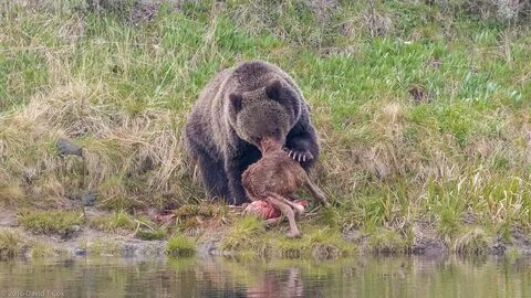Bear vs