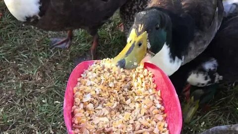 Каких уток едят