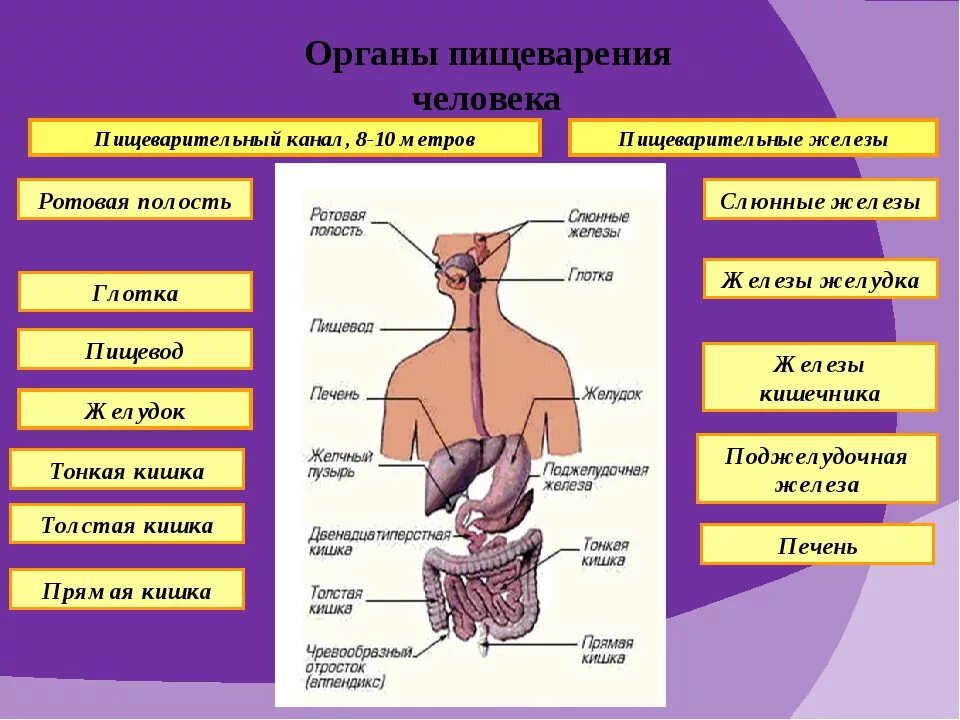 Таблица пищеварения человека. Схема органы железы пищеварительной системы и их функции. Пищеварительная система пищеварительный канал и железы. Пищеварительная система человека строение органы и функции таблица. Отделы пищеварительной системы человека 8 класс.