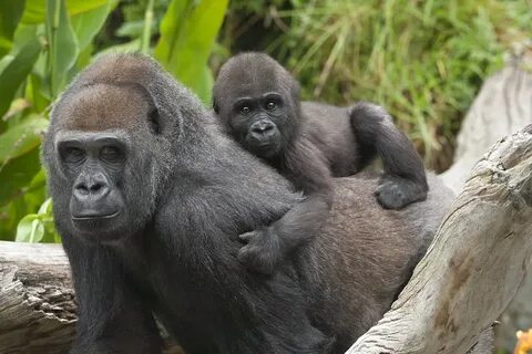 Gorilla testing