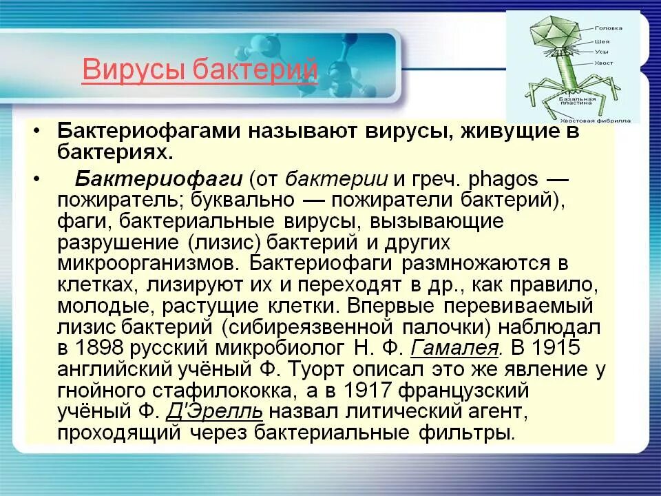 Разрушить вирус. Вирусы бактерий называют. Вирусы бактерий бактериофаги. Вывод бактерии и вирусы. Какие вирусы называют бактериофагами.