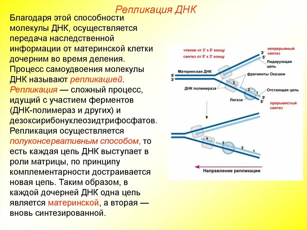 Матричная репликация. Репликация днк оказаки. процесс репликации дезоксирибонуклеиновой кислоты. синтез дочерних цепей днк в процессе репликации осуществляется. лидирующая цепь днк при репликации.