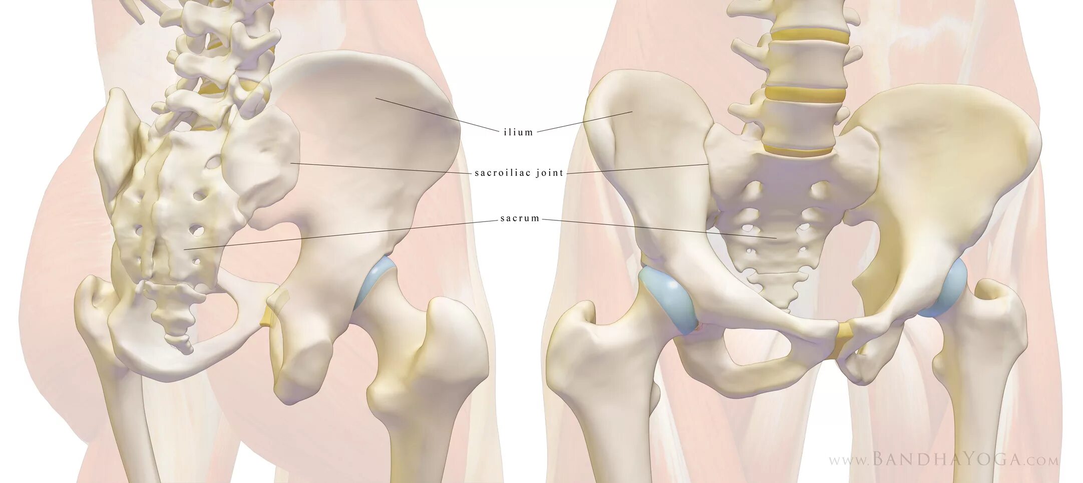 Anatomy of the Sacroiliac Joint. Крестцово-подвздошный сустав анатомия. Sacroiliac Joint Sinthes. Илиосакральное сочленение.