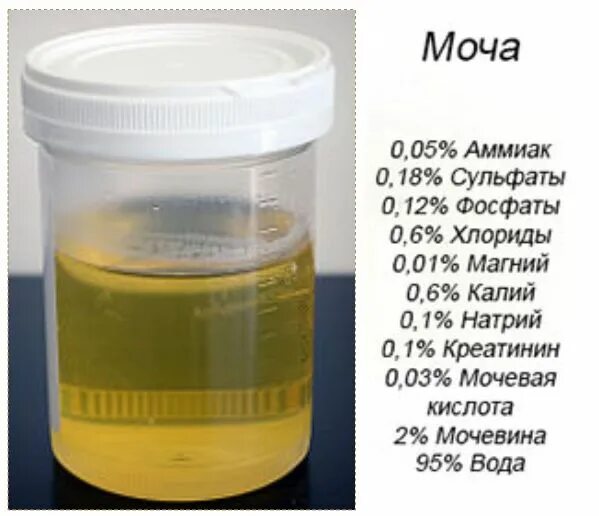 Моча пахнет утром. Аммиак в моче. Лечебная моча. Состав мочи. Моча человека.