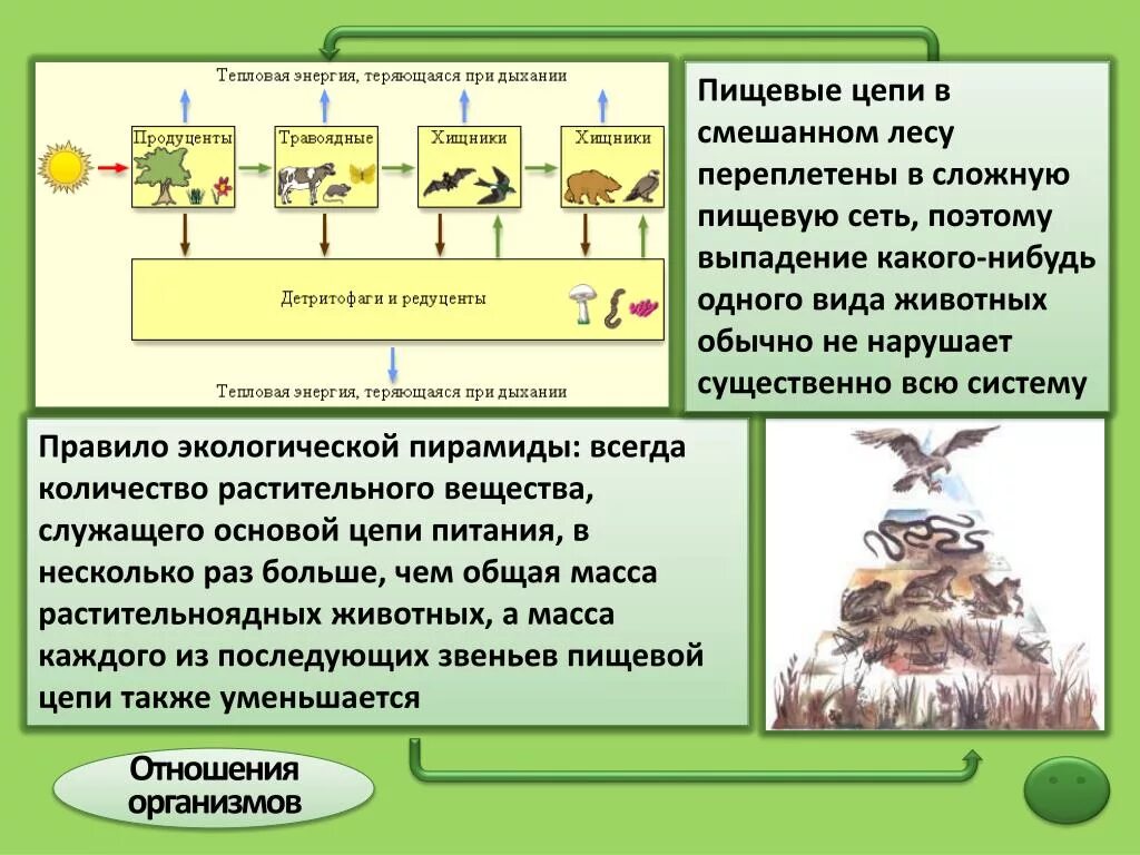 Трофические уровни первый и второй. Трофическая цепь леса. Трофические уровни. Трофические уровни леса. Пищевая трофическая цепь.