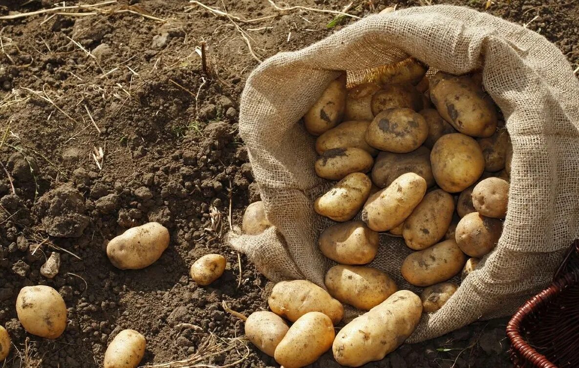 Сколько делать картошку. Картофель медвежья лапа сорт. Урожай картофеля. Картофель в огороде. Сбор урожая картофеля.