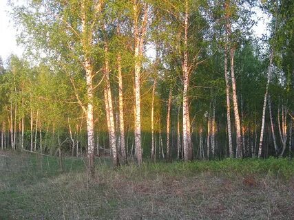 Томская обл п