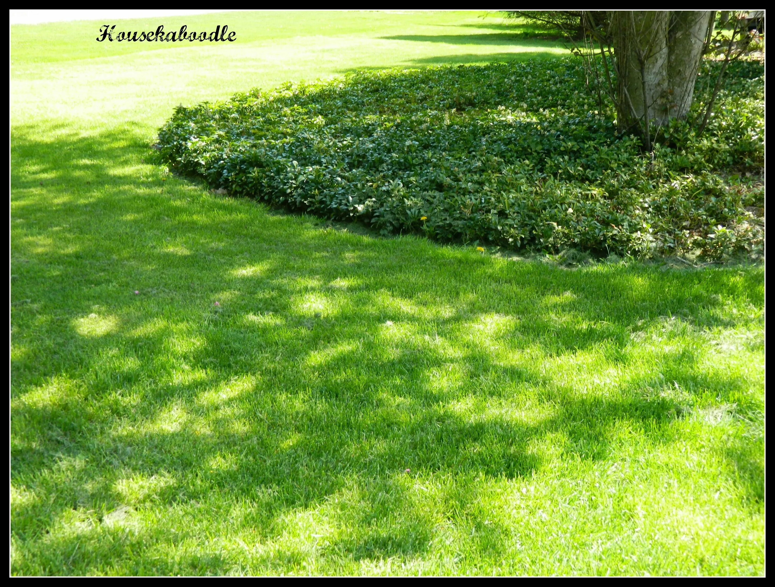 Covering ground. Пахизандра. ground cover.