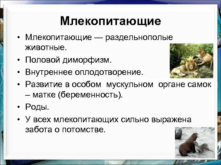 Какое оплодотворение у млекопитающих. Млекопитающие раздельнополые. Оплодотворение у млекопитающих. Внутреннее оплодотворение у животных. Раздельнополость у животных это.