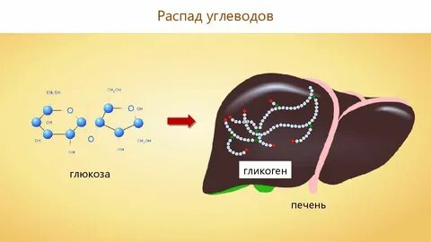 Печень вырабатывает глюкозу
