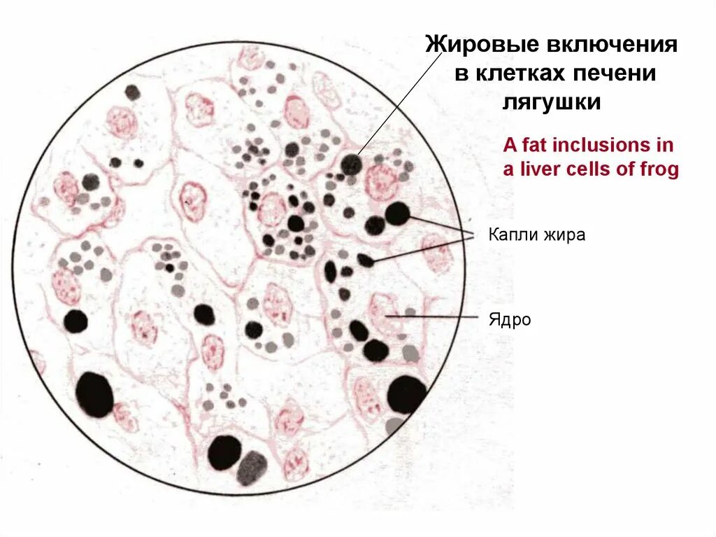 Включения жира в клетках печени аксолотля. Жировые включения в клетках печени гистология препарат. Включения жира в клетках печени амфибии. Жировые включения в клетках печени рисунок. Включений и т д