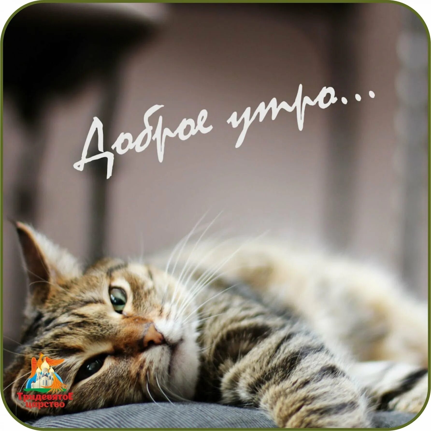 Доброе утречко котик. Доброе утро котик. с добрым утром котики. открытки с добрым утром с кошечками. открытки с котиками доброго утра.