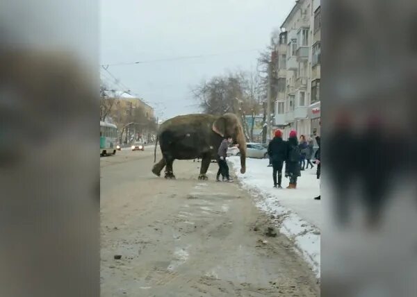 Слоны сбежали в Екатеринбурге. Слон на улице в Екатеринбурге. Слон разгуливает в Екатеринбурге. В екатеринбурге сбежал