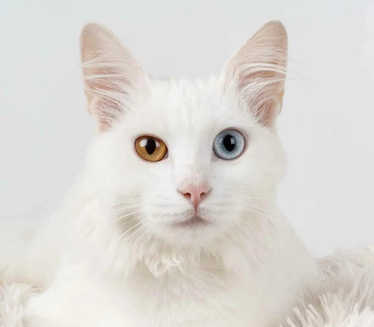 Как называется белая порода кошек. Турецкая ангора разноглазая. Турецкий Ван гетерохромия. Као мани порода кошек. Турецкая ангора гетерохромия.
