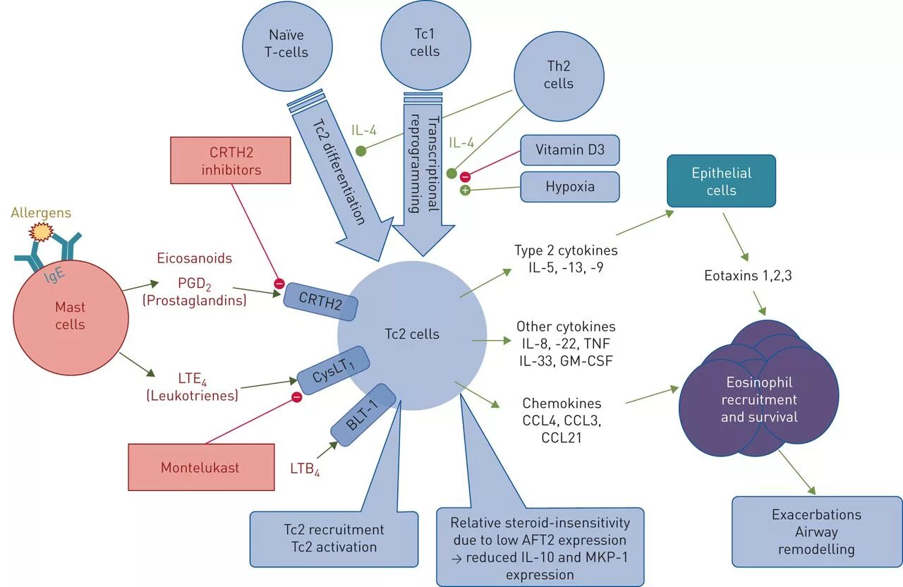 Cells 2 1 value. Th2 клетки cd3+crth2+. cells(2,4). cd8 tc1 and cd8 tc 2. интерлейкин 2 клетки.