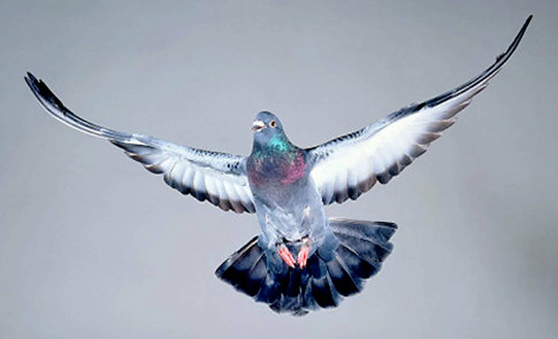 Птица с 6 крыльями. Пиджеон голубь. Горлица размах крыльев. Сизый голубь птицы. Сизый голубь в полете.