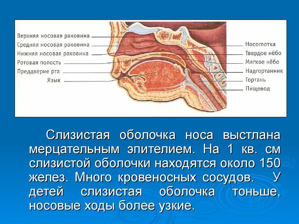 Слизистая оболочка носа. Слизистая оболочка носовой полости. Железы в носовой полости. Слищистаяоблочка ноча. Слизистые оболочки носовых ходов