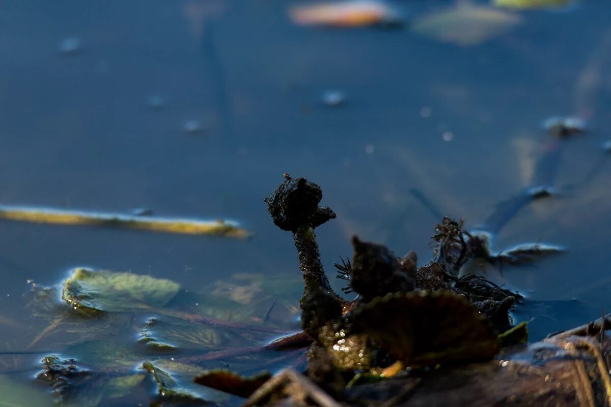 Водяной каштан чилим. Кальянная чилим энгельс. Бар чилим владивостоке. Чилим чайхана. Табака для кальяна black burn.